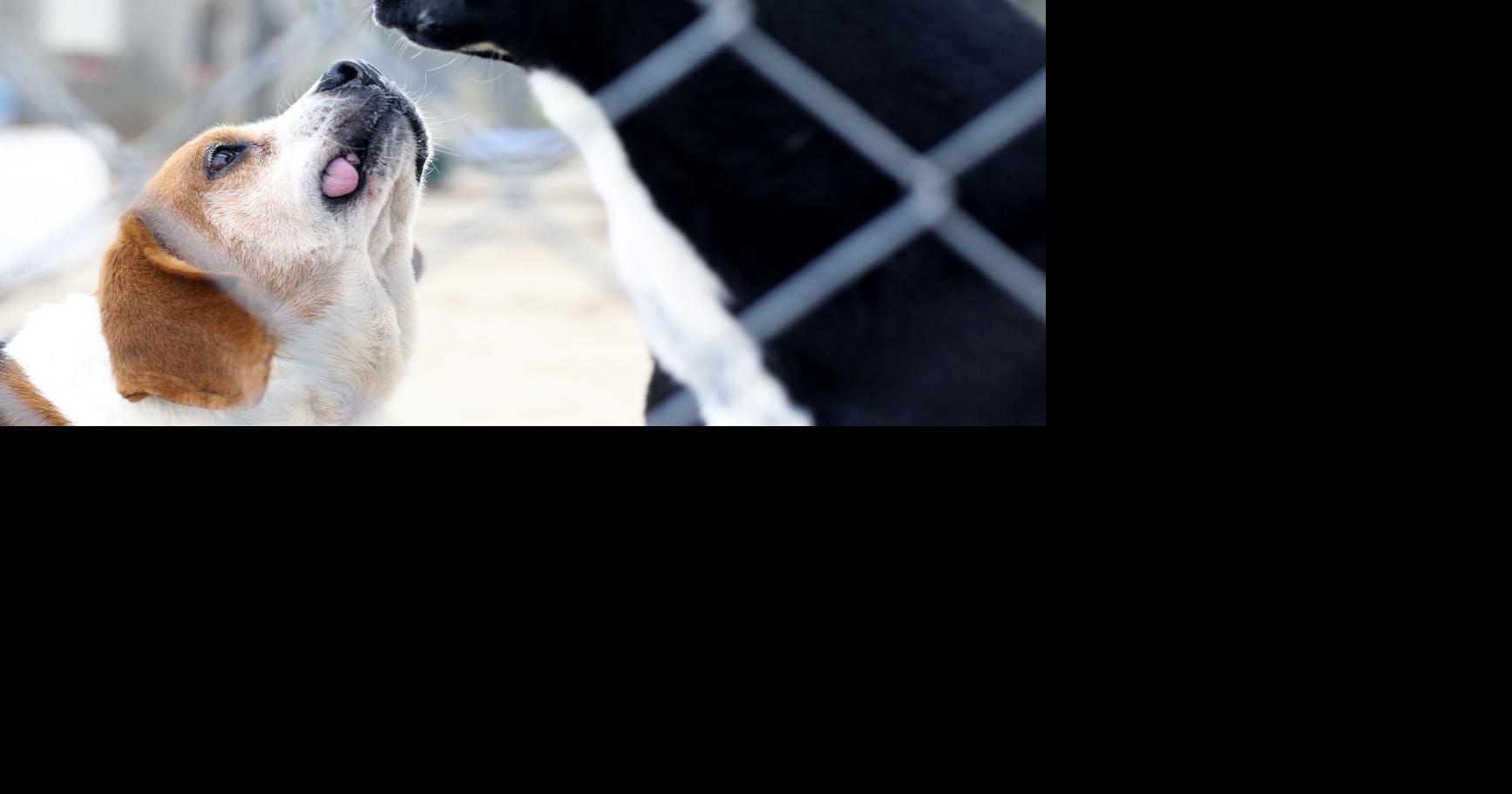 $15 Adoption Pets at Florence Lauderdale and Colbert County Animal ...