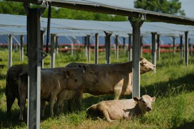 Agrivoltaics Emerges as Key to Sustainable Land Management