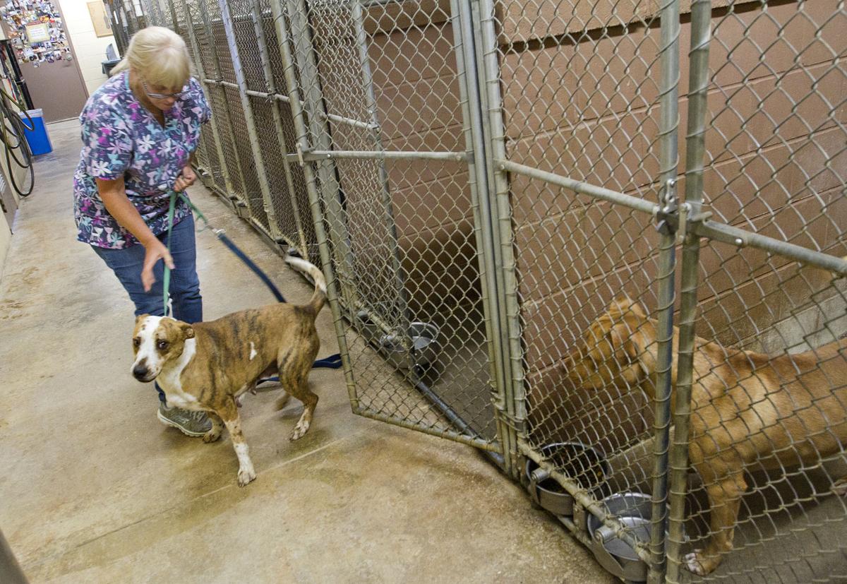 Colbert Animal Shelter filled to capacity News