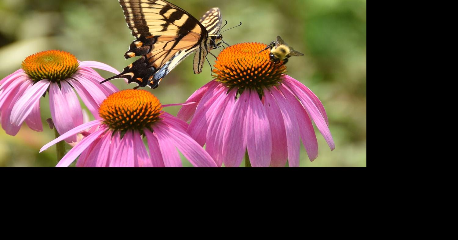 Discussion focuses on pollinators | Local News | timesdaily.com