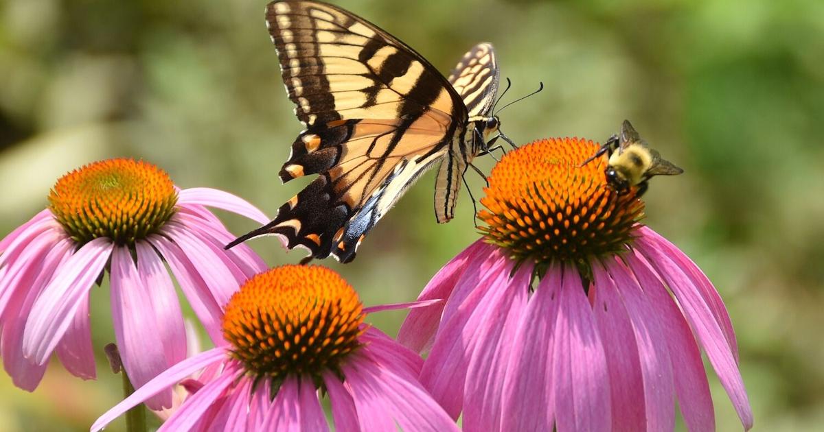 Pollinators Vip Discussion focuses on pollinators | Local News | timesdaily.com