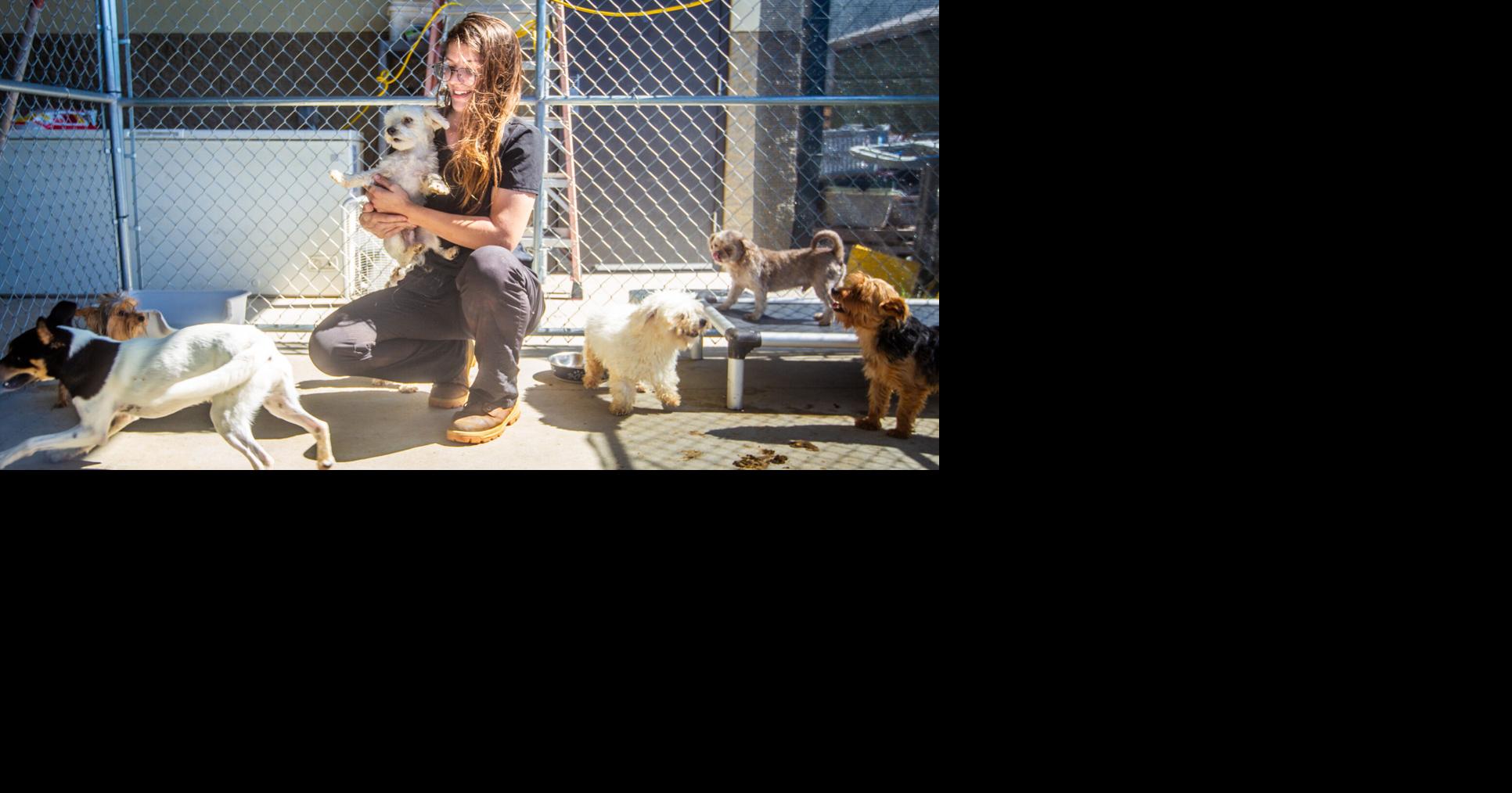 Suspects surrender 23 dogs from animal cruelty cases | Local News ...