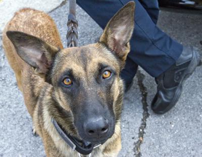 Sheffield Police Adding Second K 9 Officer News Timesdaily Com