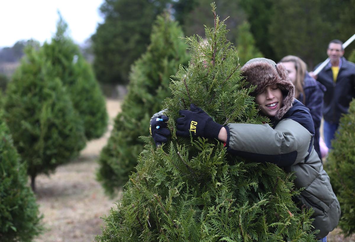 shell christmas tree farm gallery timesdaily com shell christmas tree farm gallery timesdaily com