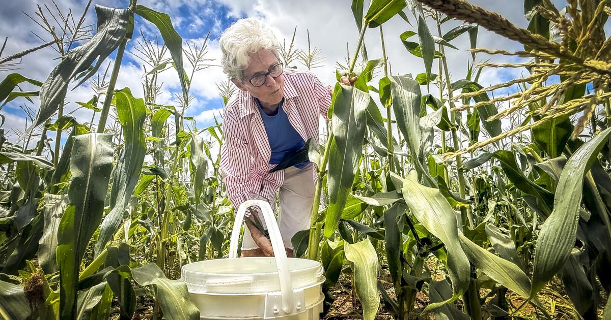 Isbell Farms free corn offer underway