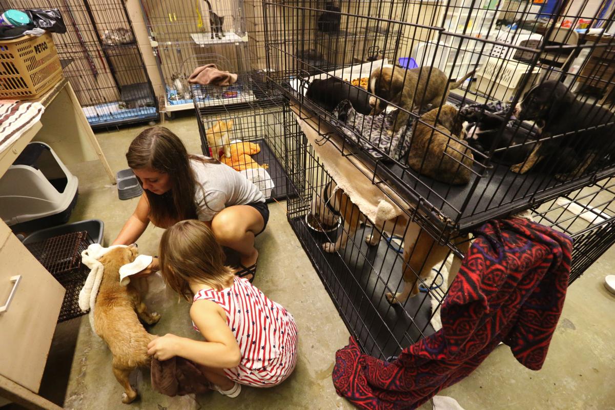 Florence Lauderdale Animal Shelter Experiences Increased Intake Adoption Rates Local News Timesdaily Com