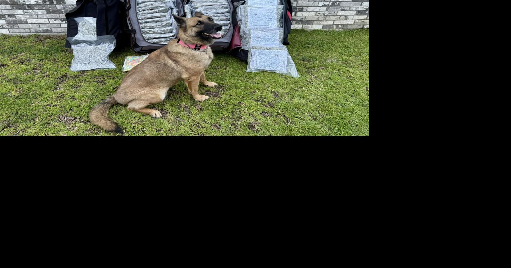 Traffic stop leads to seizure of 150 pounds of marijuana | Crime ...