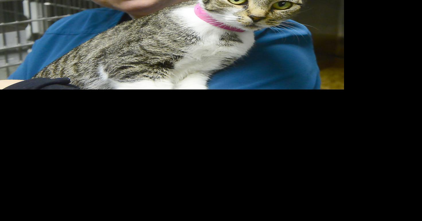 Free cat adoption offer successful Local News