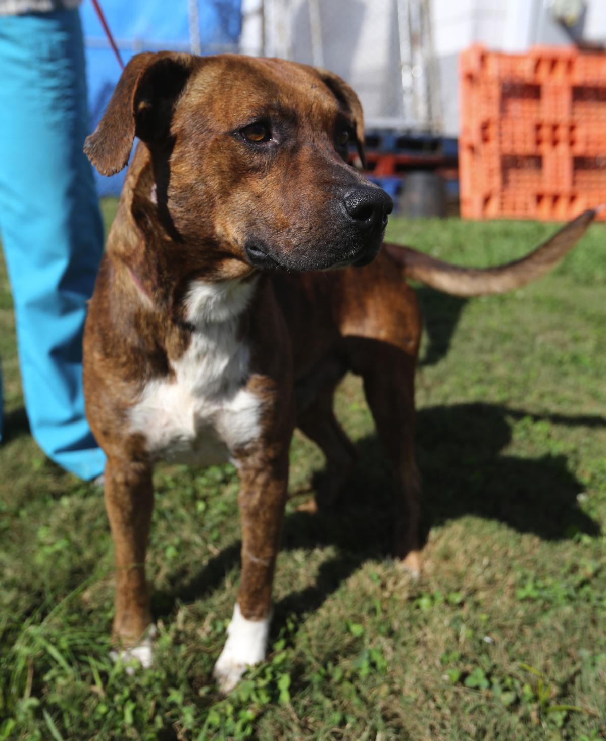 Colbert County Animal Shelter Full Gallery