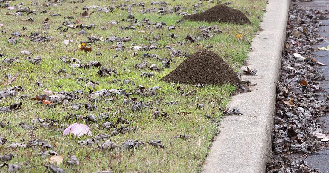 Fire ant hill explosion; recent rains cause rash of fire ants mounds ...