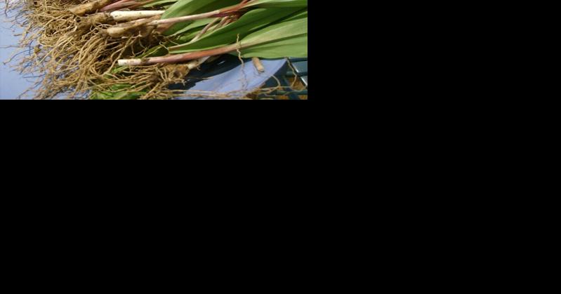 Little stinkers Its time to hunt    and celebrate    the ramps of Appalachia