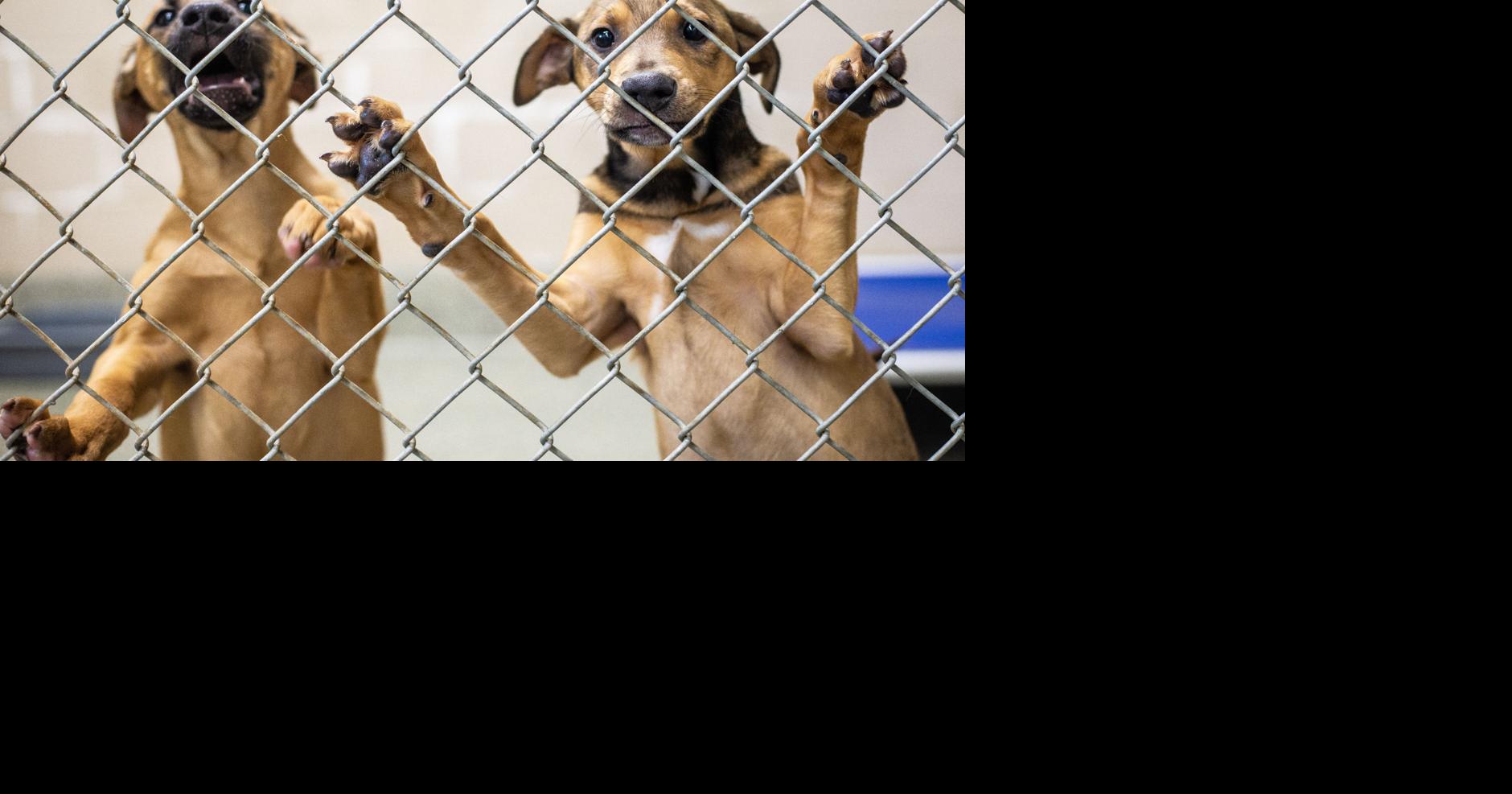 FlorenceLauderdale Animal Services taking part in world's largest pet