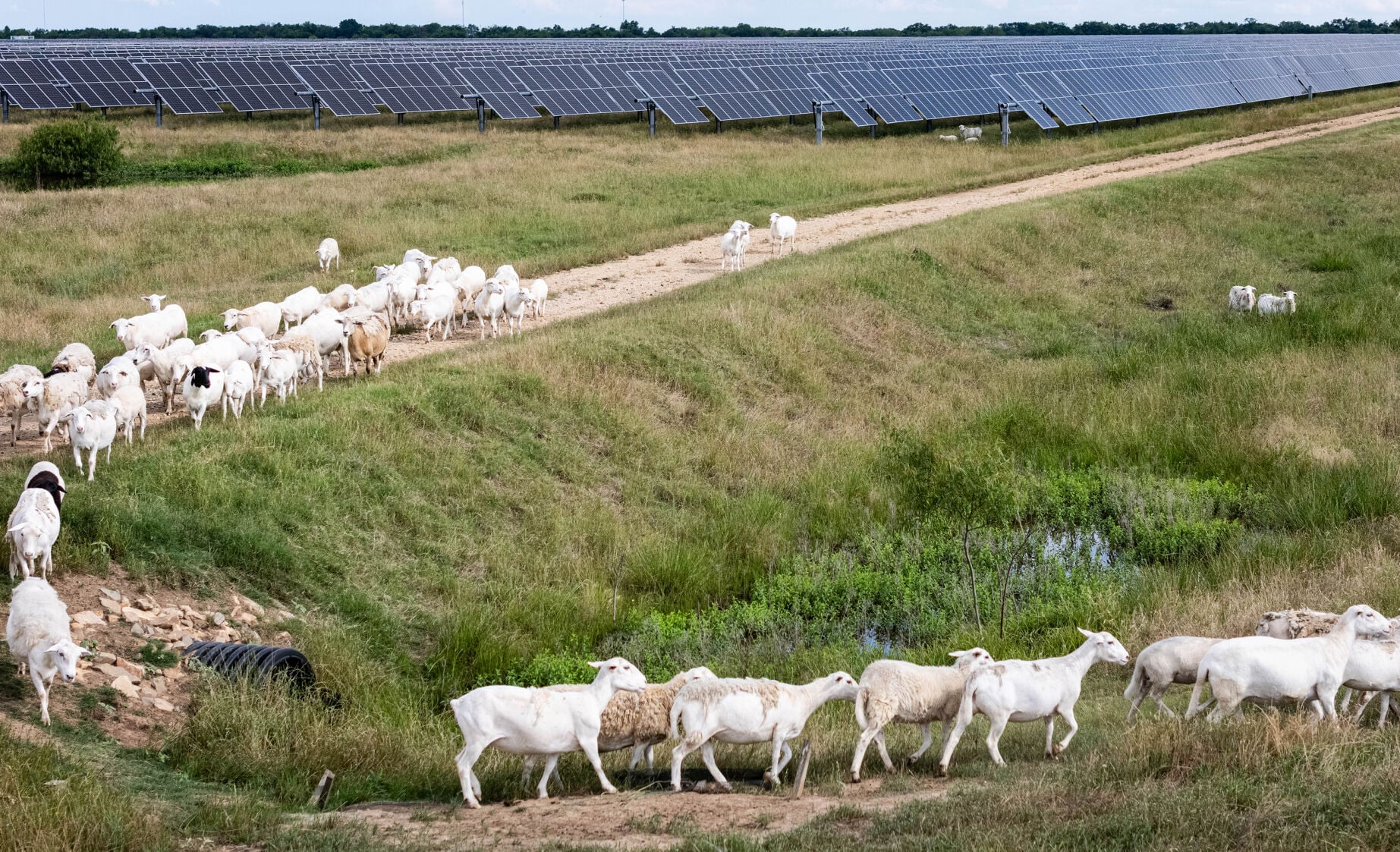 timesdaily.com - Solar sheep' industry booms in Texas as ranchers and farmers try to co-exist with big energy projects