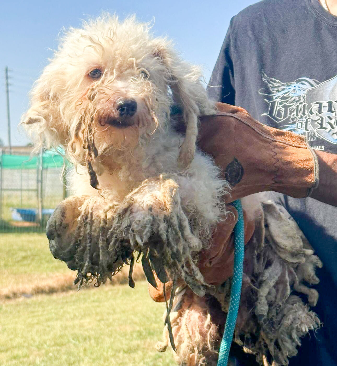 Animal Cruelty Cases Continued Until May 6 | Local News | Timesdaily.com