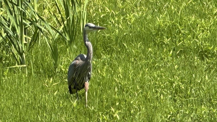 Heron