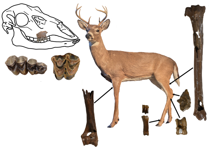 ETSU researchers discover 5-million-year-old deer fossils