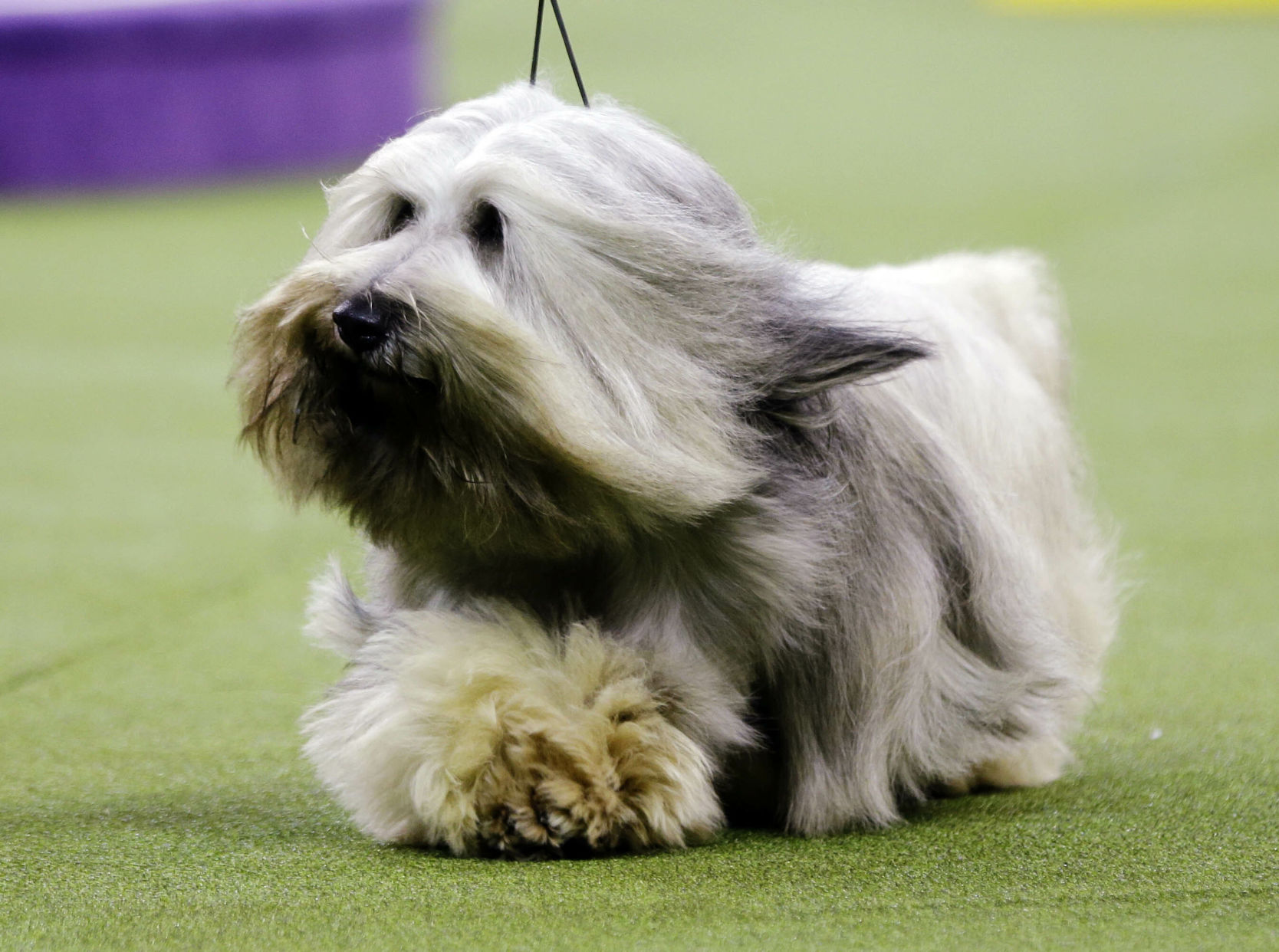 143rd westminster hot sale dog show