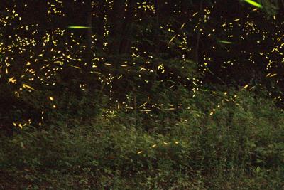 Rocky Fork Fireflies