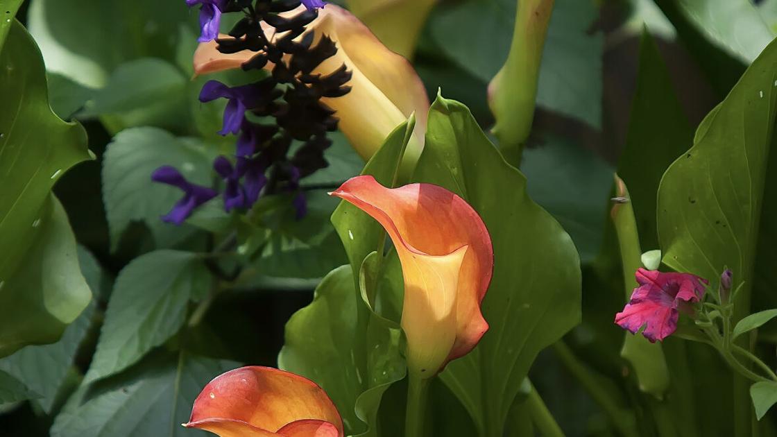 On Gardening: These shall be your calla lilies, subsequent yr and for at all times |