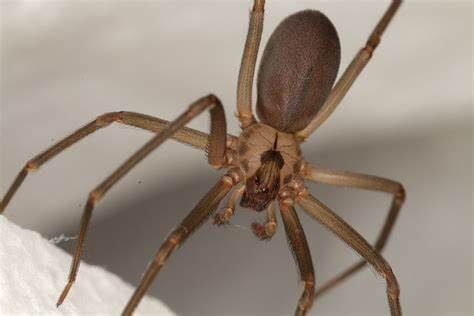 Which Utah spiders to be worried about, and which ones not to fear