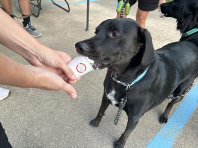 Dog Social 3