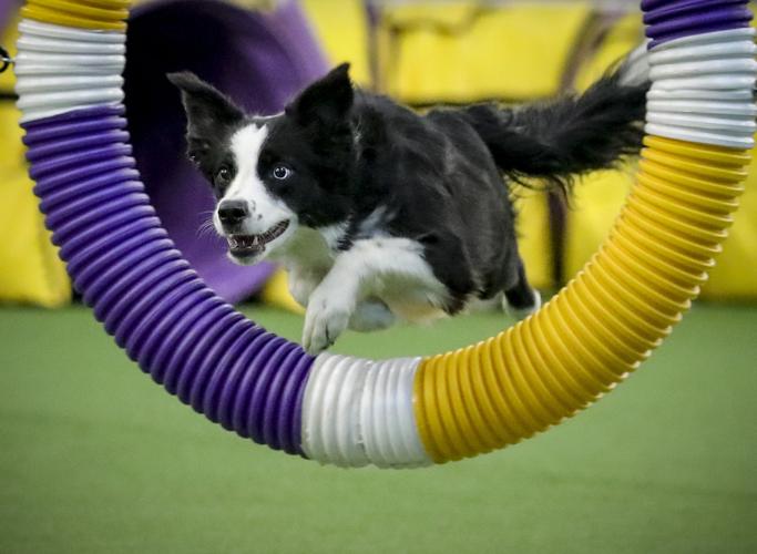 noodzaak openbaar Aankondiging In the Pink: Border collie wins Westminster Kennel Club agility contest |  Pets | timesnews.net