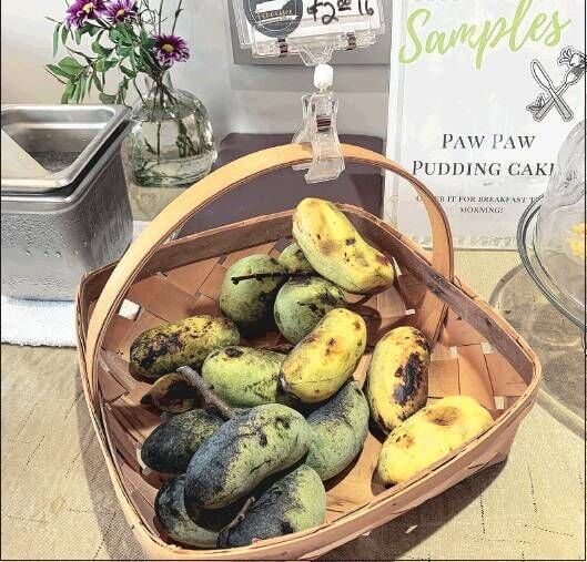 konkurrence Gendanne Anklage Mysterious pawpaw: Fruit brings a tropical taste to a temperate climate |  Food | timesnews.net