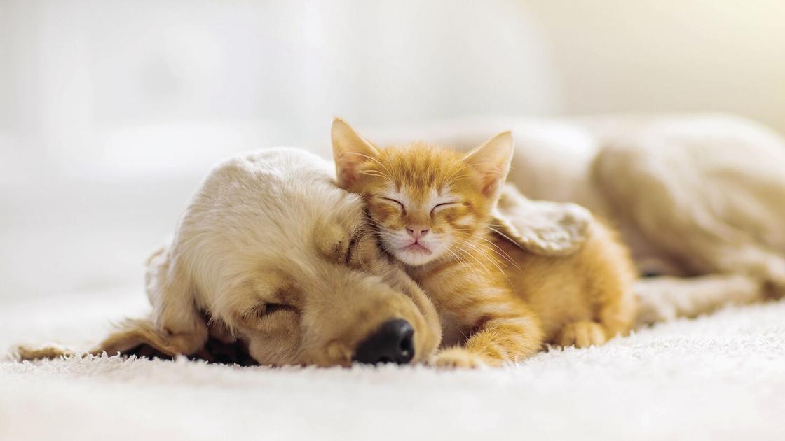 Readers Offer Suggestions For Sleepless Puppy Pets Timesnews Net Readers Offer Suggestions For Sleepless Puppy Pets Timesnews Net