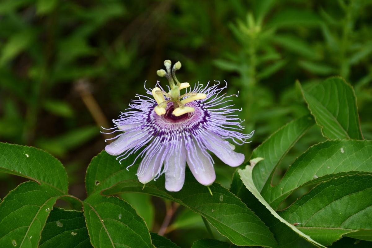 On Passion flowers, AKA Maypops, and picking a mess of greens Family