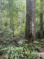 The heart of the Appalachians: Exploring Johnson County's stretch of the AT