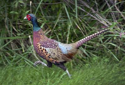 A Pheasant On The Loose In Virginia Local News Timesnews Net