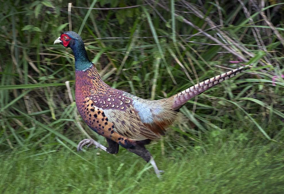A pheasant on the loose in Virginia Local News