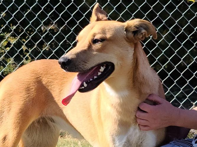 Hawkins County Humane Society starts Lonely Hearts Promotion to