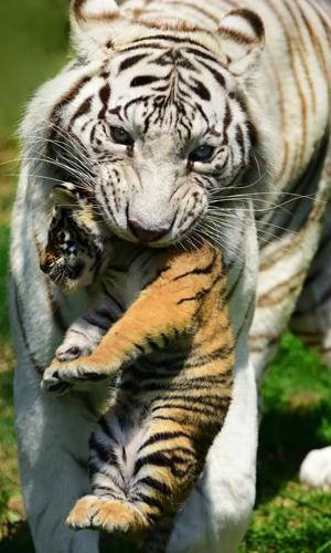 Watch: White tiger cubs born at Austrian zoo