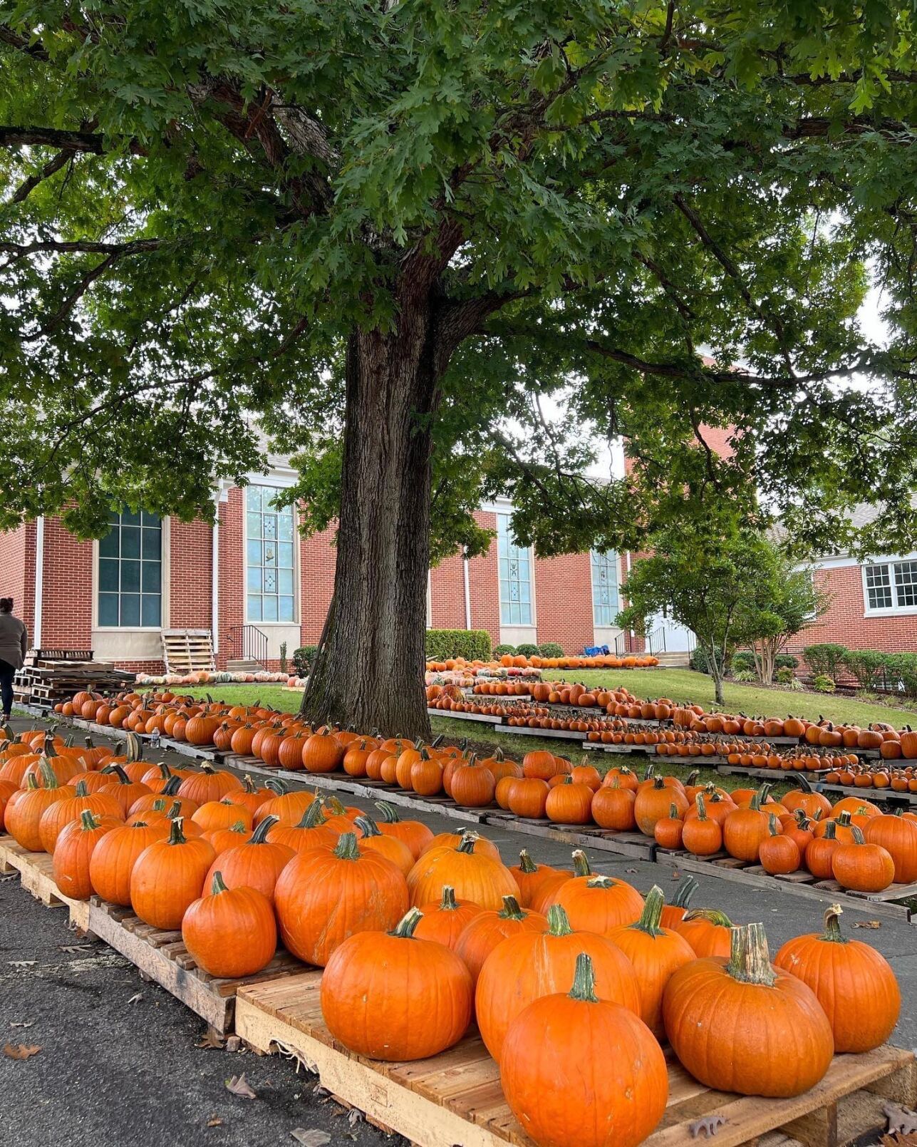 pumpkin patch near kingsport tn