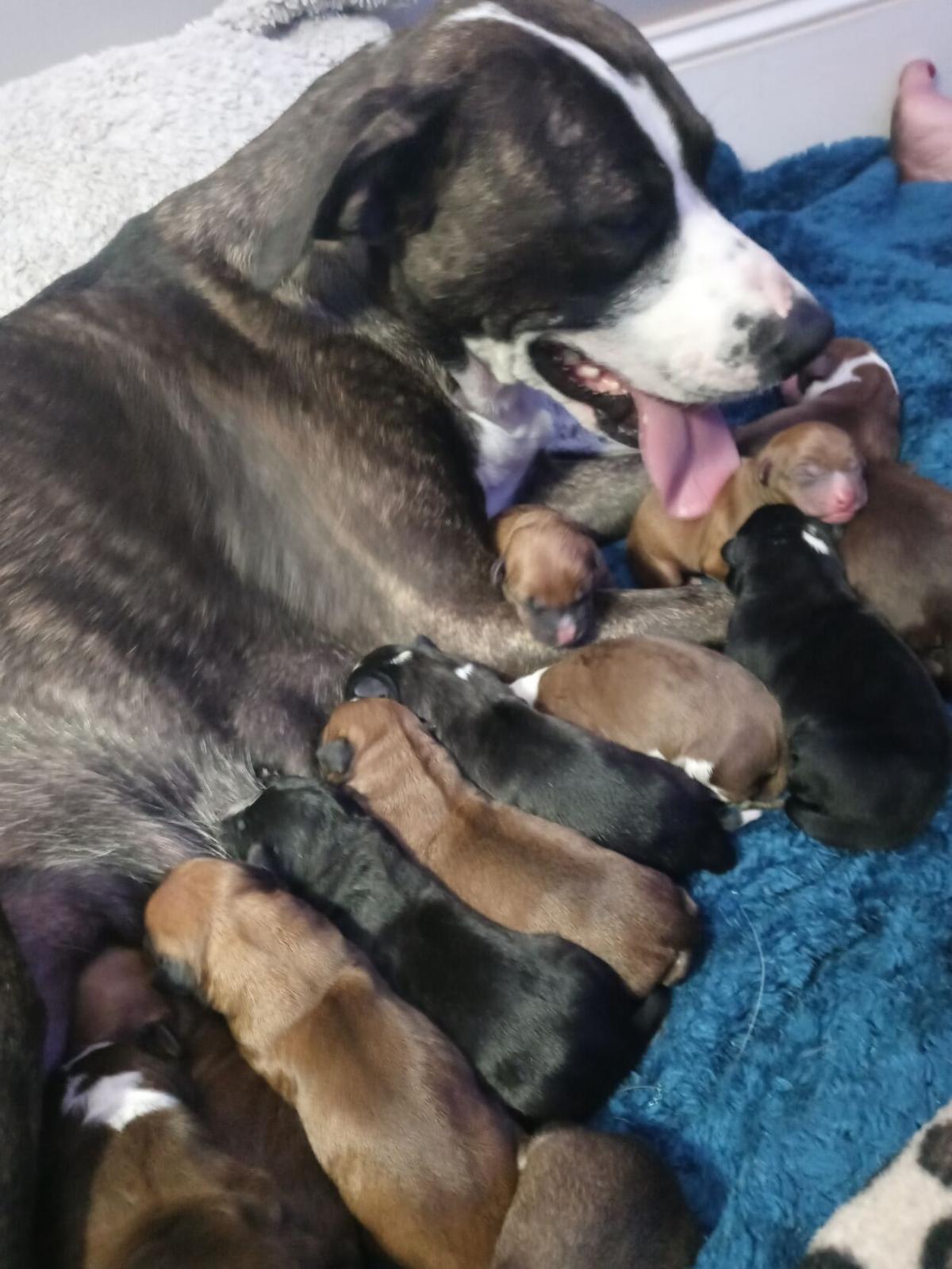 Puppy Love Many Many Times Over Living Timesnews Net Puppy Love Many Many Times Over Living Timesnews Net