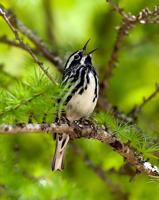 Black-and-white warbler won't be confused with other birds