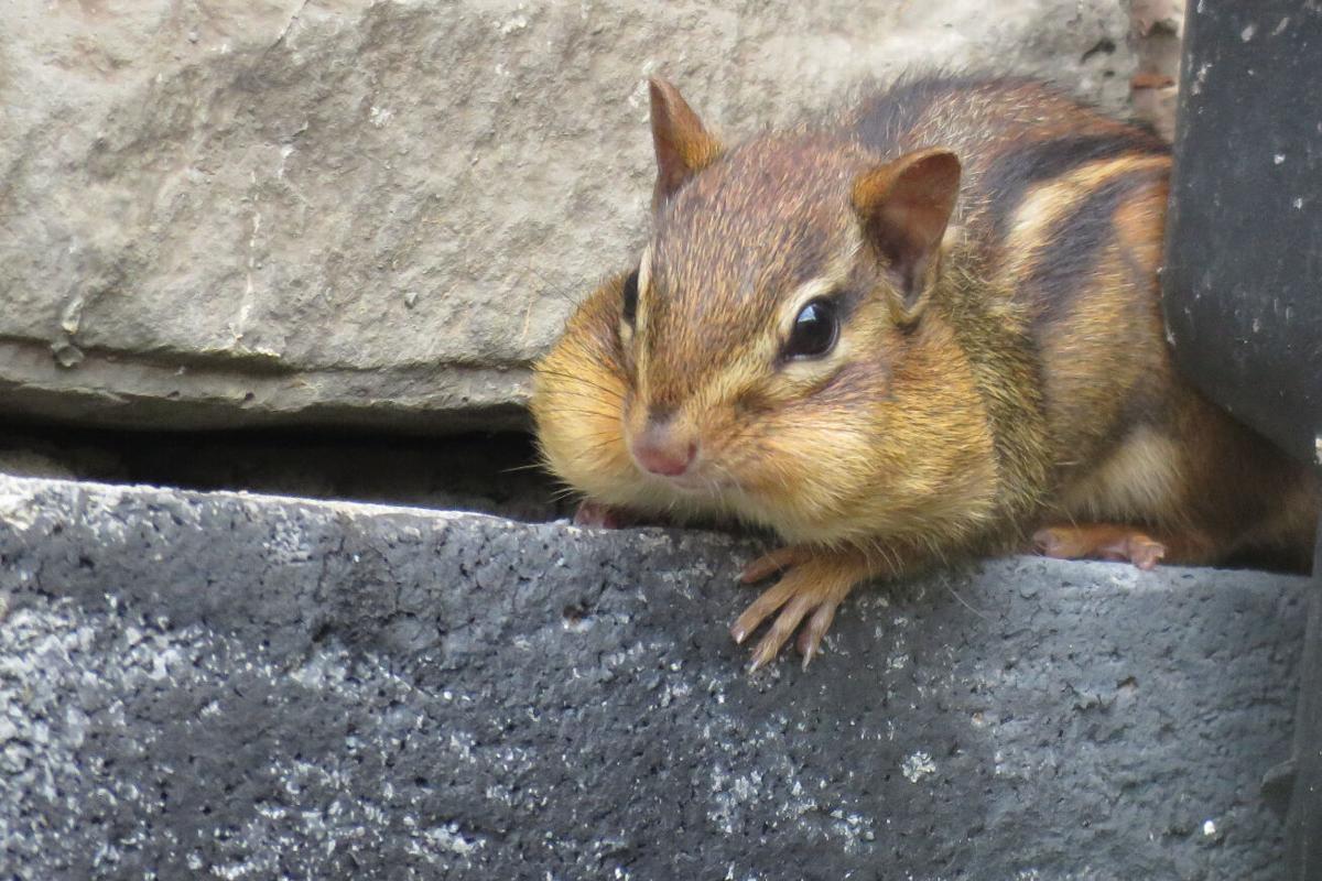 Chipmunk