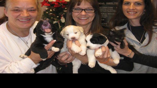 Sbk Animal Control Center Shares Its Christmas Wish List Local News Timesnews Net