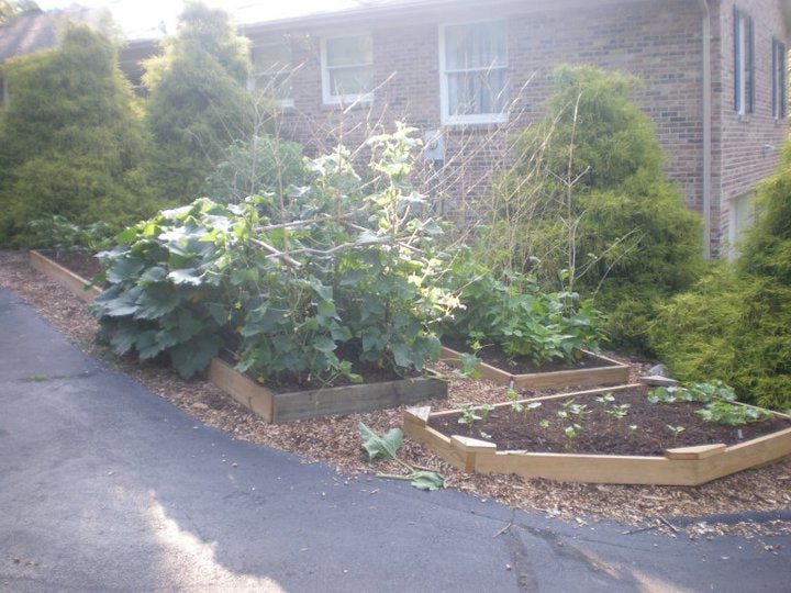 Vegetable Gardening May Blossom Because Of Pandemic Local News Timesnews Vegetable Gardening May Blossom Because