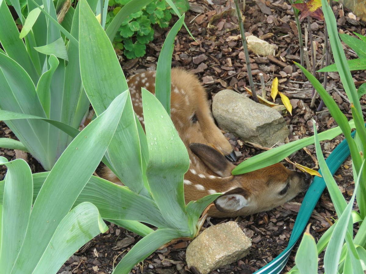Tiny Fawn