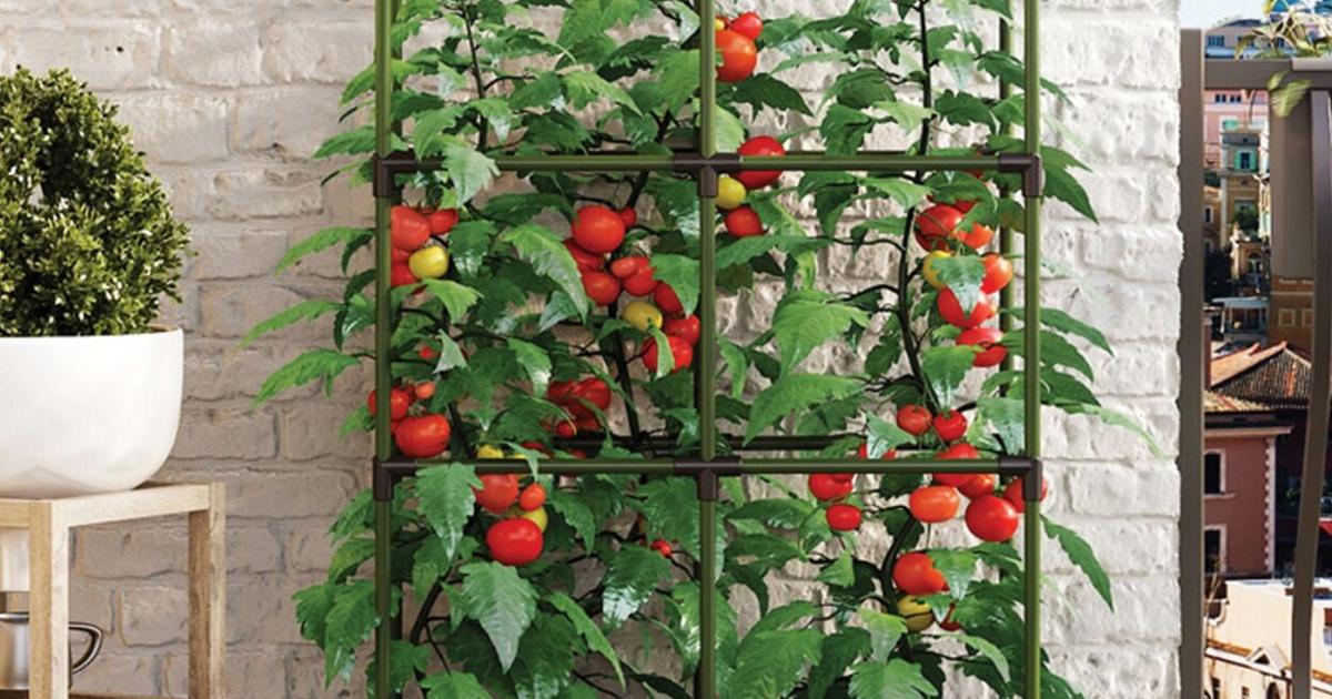 Vertical gardening maximizes beauty and harvest |