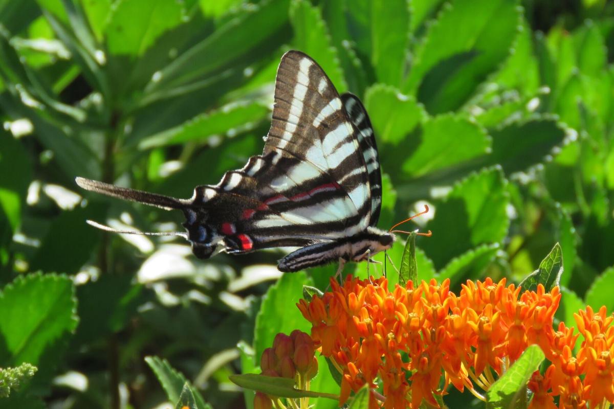 Zebra Swallowtail