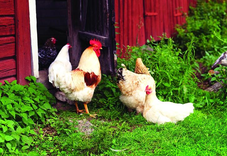 0301225chickens