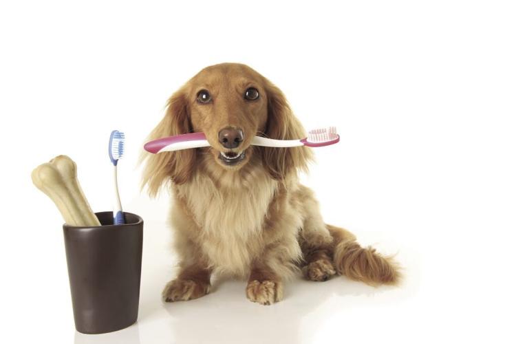 Importance of Mental Stimulation in Your Pets - Minnesota Veterinary  Hospital