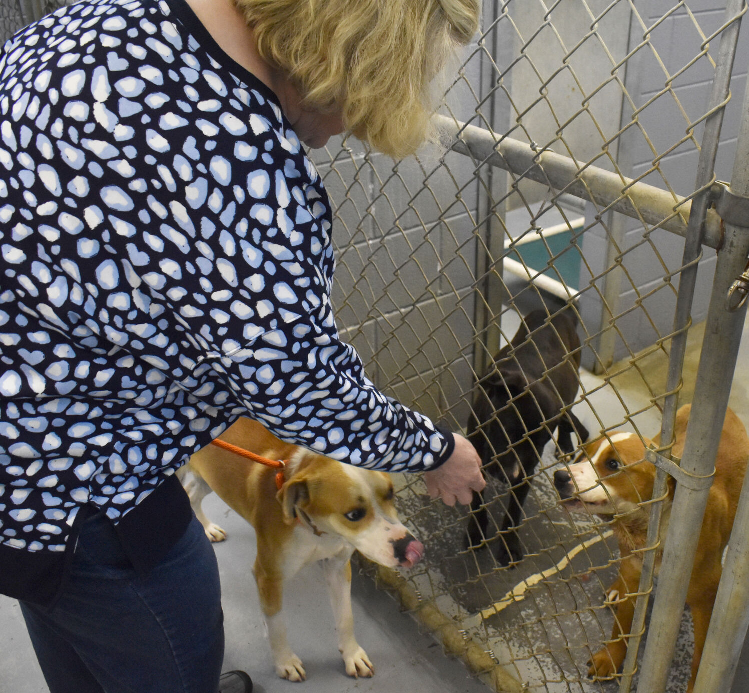 Wise County Animal Control, local rescue groups deal with crowding