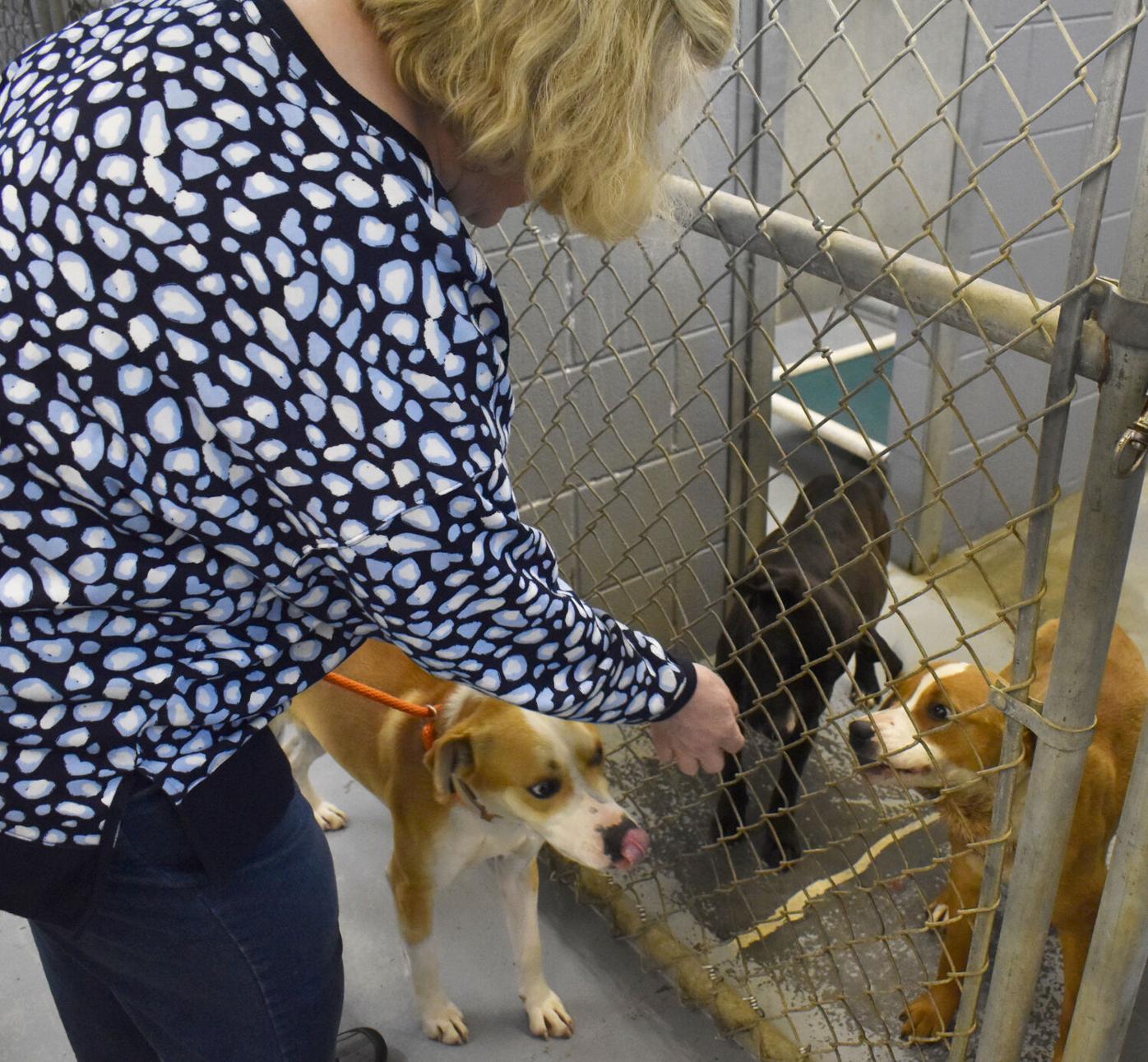 Wise County Animal Control, local rescue groups deal with crowding | News |  