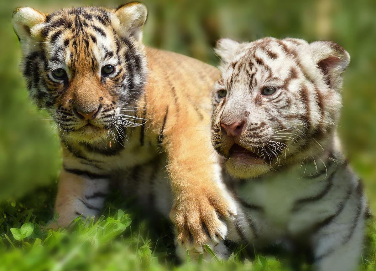 Creation Kingdom Zoo Welcomes Two Tiger Cubs And You Could Name Them Local News Timesnews Net