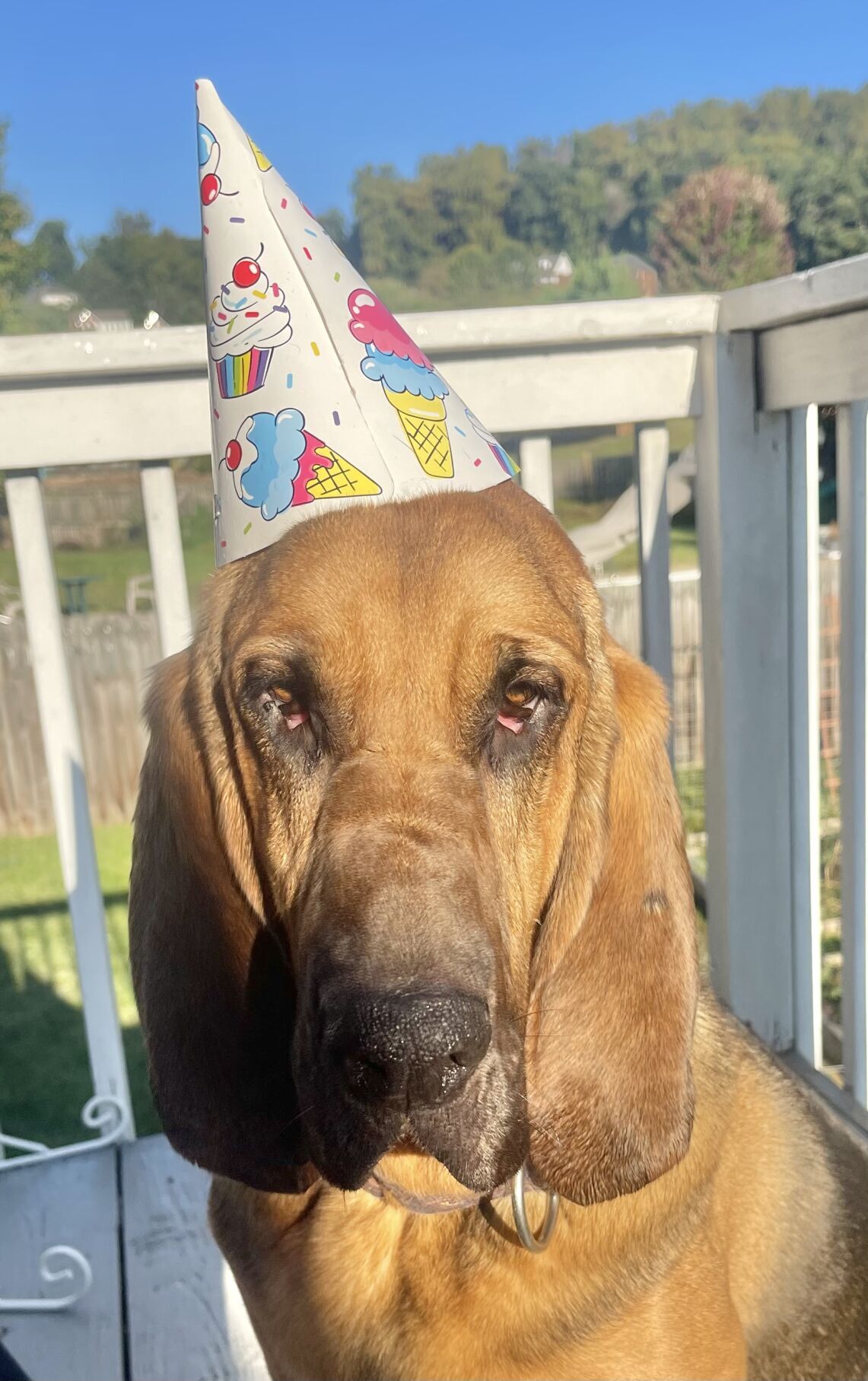 Still rambunctious, Daisy Duke turns six | Pets | timesnews.net