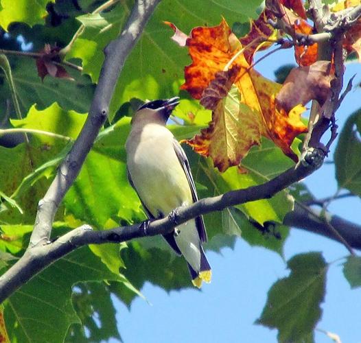 waxwing-sept11.jpg